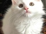 Mainecoon Yavrular