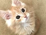 Mainecoon Yavrular