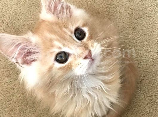 Mainecoon Yavrular görsel