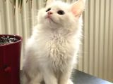 Mainecoon Yavrular