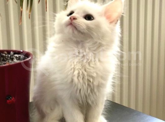 Mainecoon Yavrular görsel