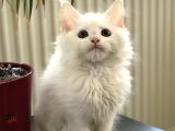 Mainecoon Yavrular