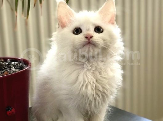 Mainecoon Yavrular görsel