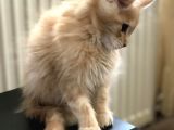 Mainecoon Yavrular