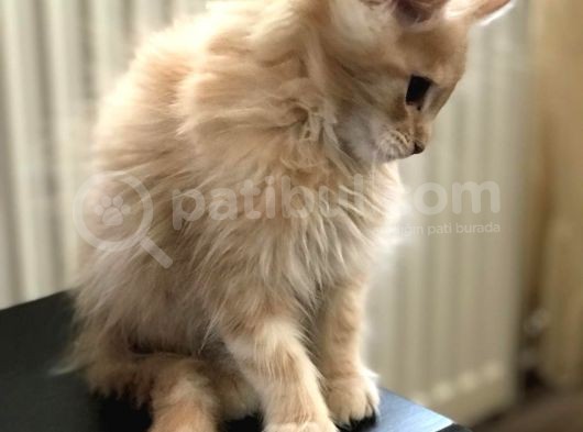 Mainecoon Yavrular görsel