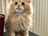 Mainecoon Yavrular