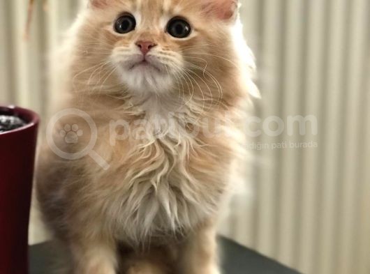 Mainecoon Yavrular