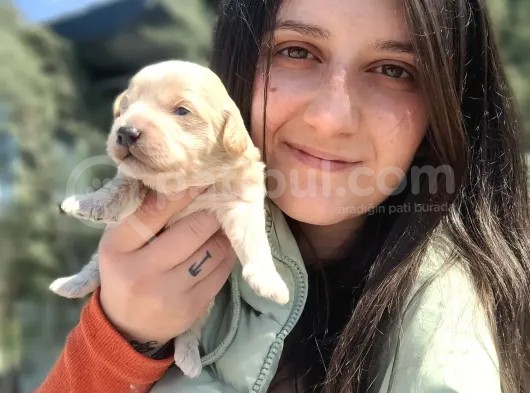 Maltipoo Yavru (Bursa Köpek Okulu)