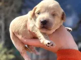Maltipoo Yavru (Bursa Köpek Okulu)
