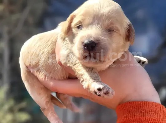 Maltipoo Yavru (Bursa Köpek Okulu) görsel