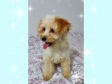 Aşilari Tam Malti̇poo Yavrular (Anne Altından)