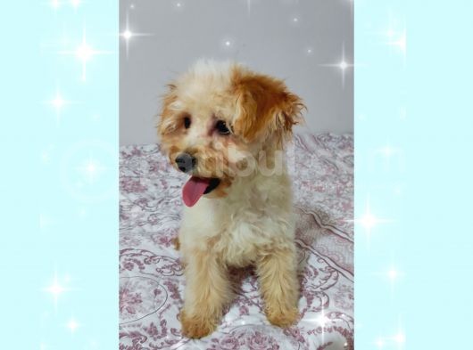 Aşilari Tam Malti̇poo Yavrular (Anne Altından) görsel