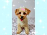 Aşilari Tam Malti̇poo Yavrular (Anne Altından)