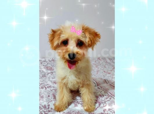 Aşilari Tam Malti̇poo Yavrular (Anne Altından)