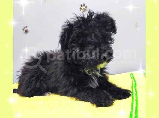 Aşilari Tam Malti̇poo Yavrular (Anne Altından) görsel