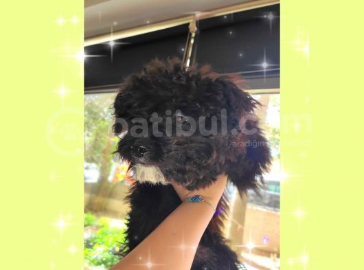 Aşilari Tam Malti̇poo Yavrular (Anne Altından) görsel