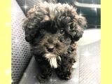 Aşilari Tam Malti̇poo Yavrular (Anne Altından)