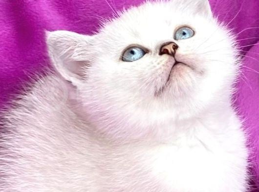 Silver Point Bebeklerim Yeni Ailesini Arıyor görsel