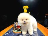 Irk Ve Sağlık Garantili Pomeranian Boo Yavrularımız