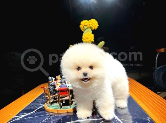 Irk Ve Sağlık Garantili Pomeranian Boo Yavrularımız görsel