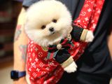 Irk ve Sağlık Garantili Pomeranian Boo Yavrularımız