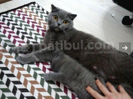 Ayıcık Surat Güzel Yavrularımız görsel
