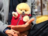 Aa Kalite Safkan  Pomeranian Oğlumuz