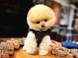 Aa Kalite Safkan  Pomeranian Oğlumuz