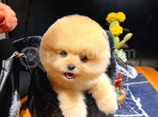 Aa Kalite Safkan  Pomeranian Oğlumuz görsel