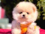 Krem Beyaz Orjinal Ayıcık Pomeranian Yavrular