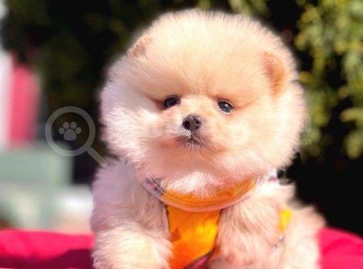 Krem Beyaz Orjinal Ayıcık Pomeranian Yavrular