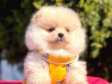 Safkan Pomeranian Boo Yavrularımız