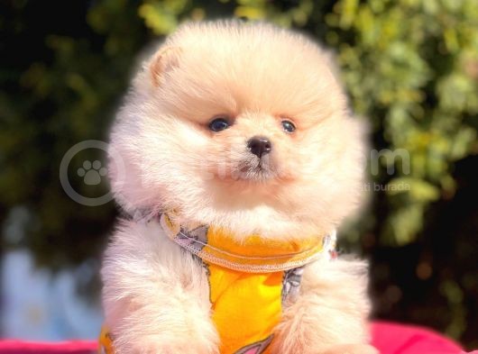 Safkan Pomeranian Boo Yavrularımız görsel