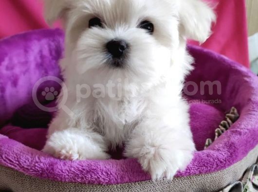 Güzel Yüzlü Orjinal Irk Maltese Mini Boy Yavrular görsel