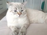 British Shorthair Silver Blue Erkek
