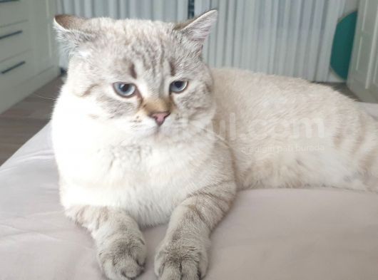 British Shorthair Silver Blue Erkek