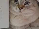 British Shorthair Silver Blue Erkek