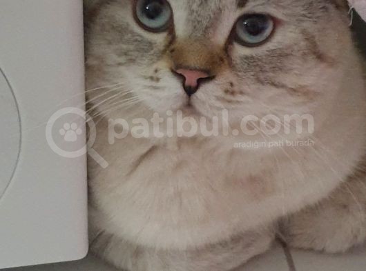 British Shorthair Silver Blue Erkek görsel