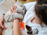 British Shorthair Silver Blue Erkek