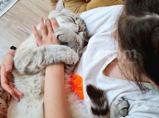 British Shorthair Silver Blue Erkek görsel