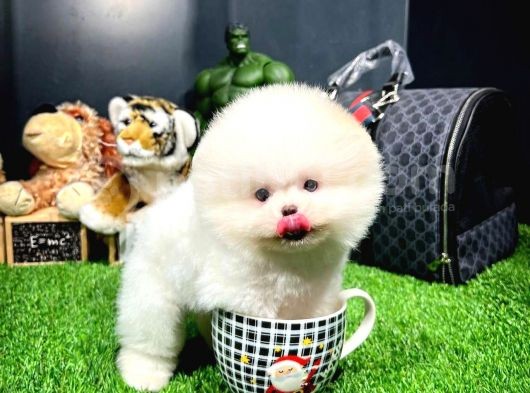 Mini Boy Fizik Yapısına Sahip Pomeranian Boo Yavrumuz görsel