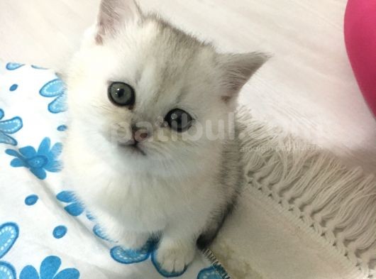 Mükemmel Kalitede Brithis Shorthair Yavrularımız