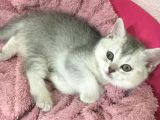 Mükemmel Kalitede Brithis Shorthair Yavrularımız