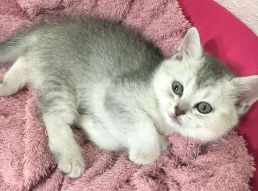 Mükemmel Kalitede Brithis Shorthair Yavrularımız görsel