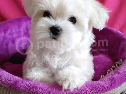 Güzel Yüzlü Orjinal Irk Maltese Mini Boy Yavrular