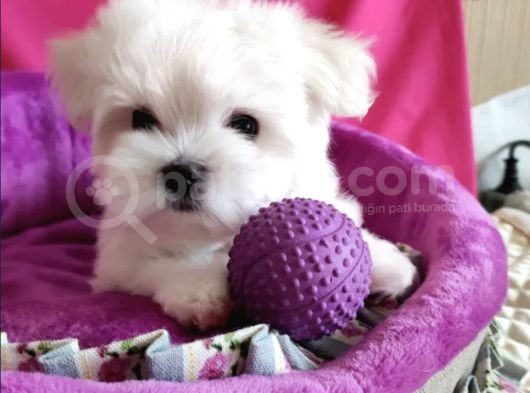 Güzel Yüzlü Orjinal Irk Maltese Mini Boy Yavrular görsel