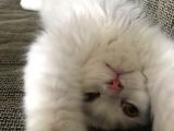 Yavru Kedi