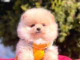 Krem Beyaz Orjinal Ayıcık Pomeranian Yavrular