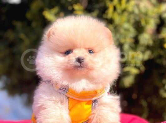 Krem Beyaz Orjinal Ayıcık Pomeranian Yavrular görsel
