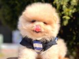 Safkan Pomeranian Boo Yavrularımız